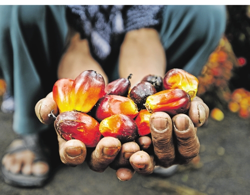 Trois choses à savoir sur l'huile de palme - Socfin