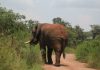 Un éléphant dans la parc de l'Akagera au Rwanda - Crédit photo Thierry Barbaut 2024